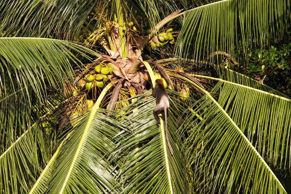 Sri Yoga Shala Bed and Breakfast Unawatuna Buitenkant foto